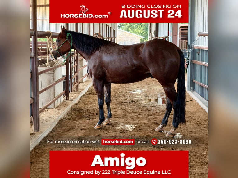 American Quarter Horse Wallach 3 Jahre Rotbrauner in Cisco