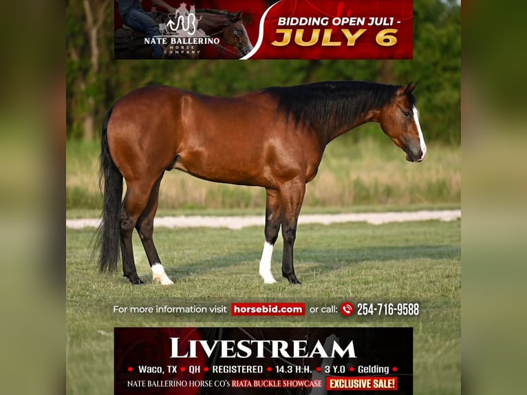 American Quarter Horse Wallach 3 Jahre Rotbrauner in Waco