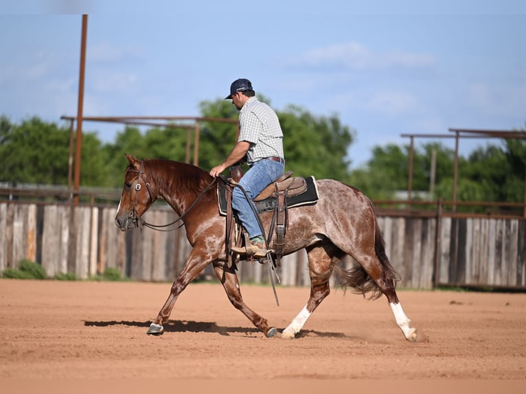 American Quarter Horse Wallach 3 Jahre Rotfuchs in Waco