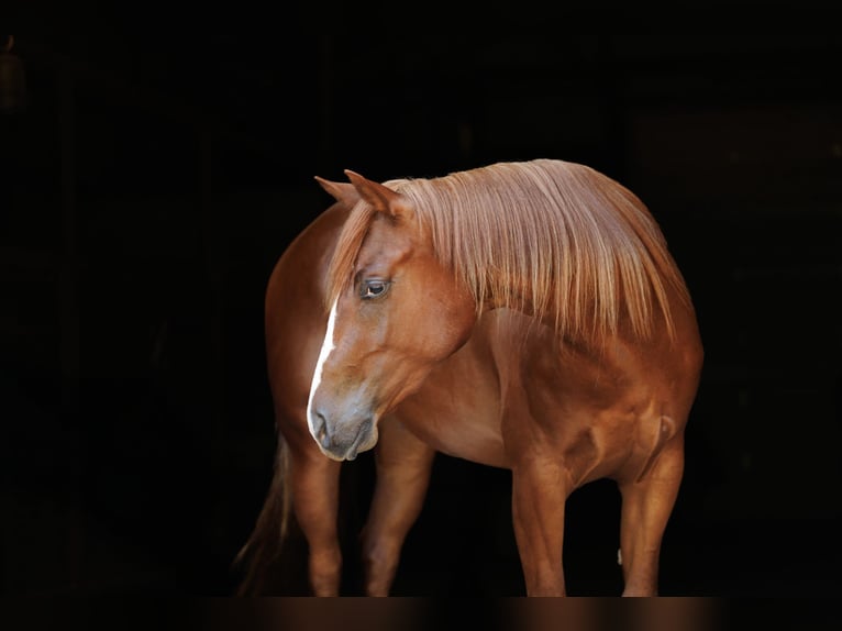 American Quarter Horse Wallach 3 Jahre Rotfuchs in Quitman