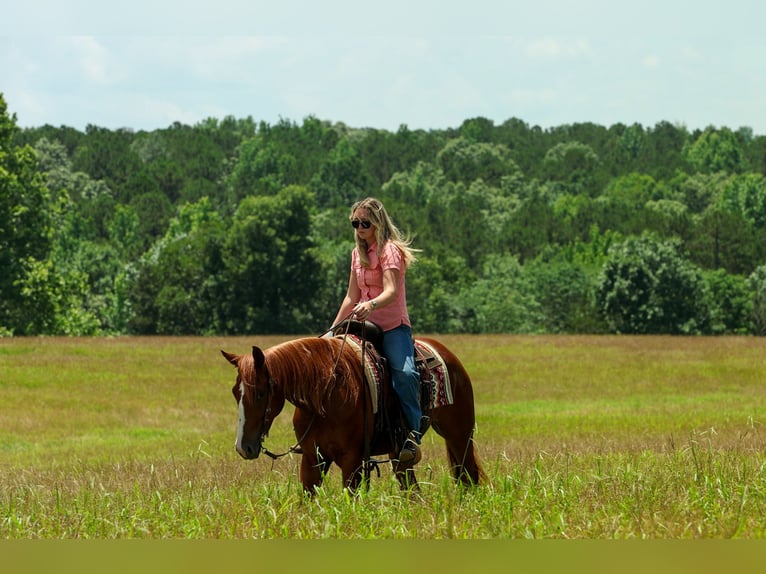 American Quarter Horse Wallach 3 Jahre Rotfuchs in Quitman