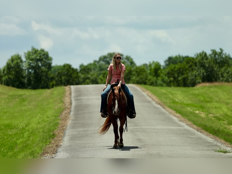 American Quarter Horse Wallach 3 Jahre Rotfuchs in Quitman