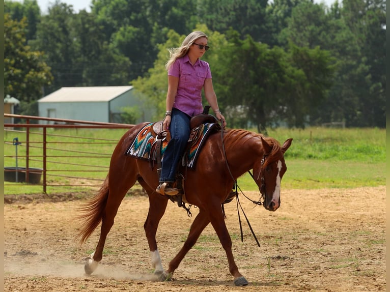 American Quarter Horse Wallach 3 Jahre Rotfuchs in Quitman