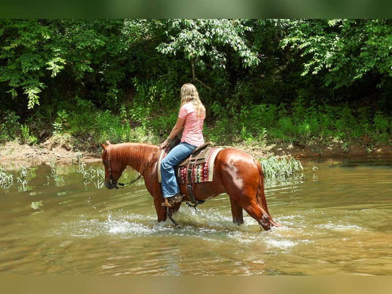 American Quarter Horse Wallach 3 Jahre Rotfuchs in Quitman