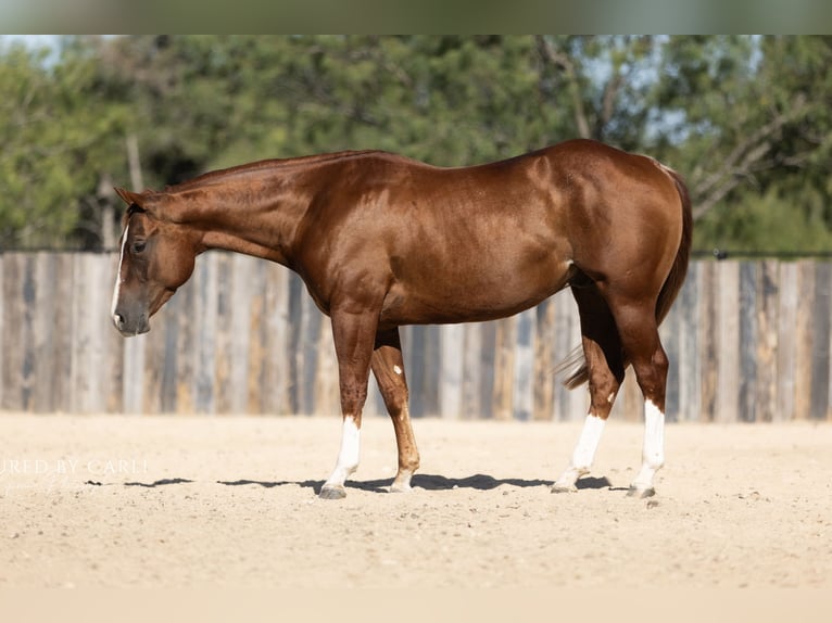 American Quarter Horse Wallach 3 Jahre Rotfuchs in Lampasas