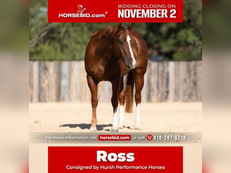 American Quarter Horse Wallach 3 Jahre Rotfuchs in Lampasas