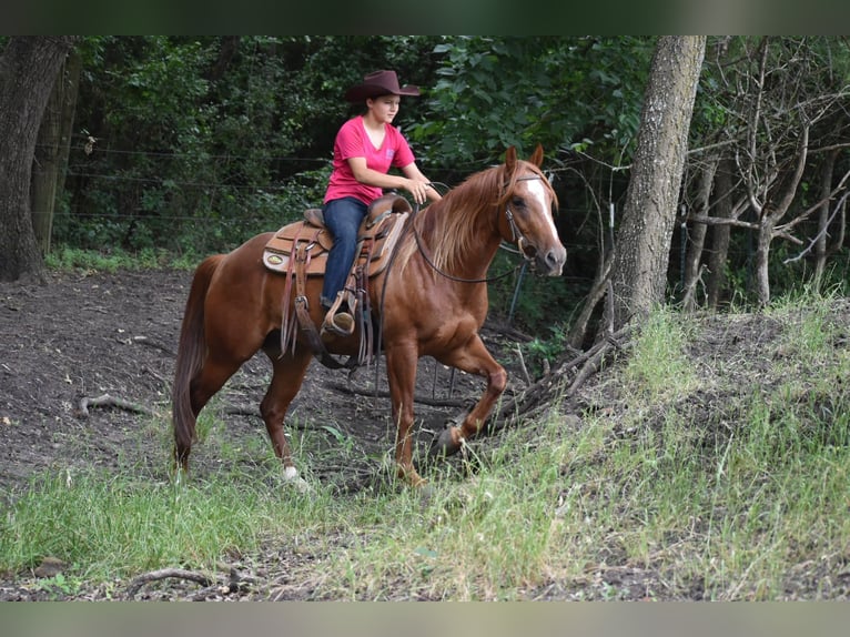 American Quarter Horse Wallach 3 Jahre Rotfuchs in Grandview