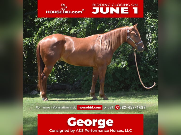 American Quarter Horse Wallach 3 Jahre Rotfuchs in Grandview