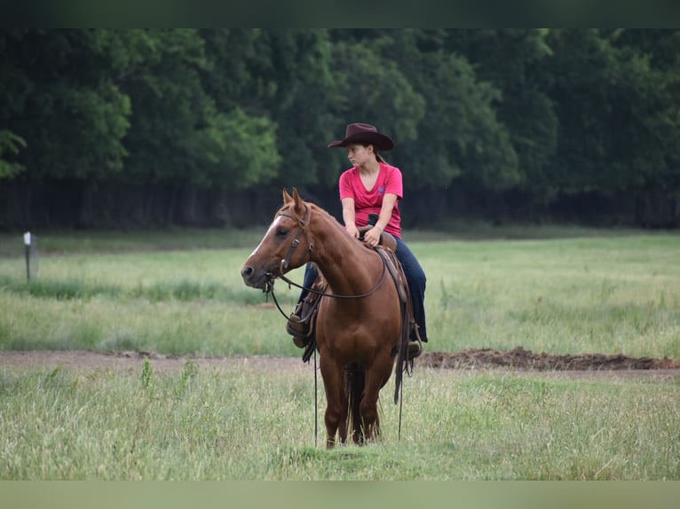 American Quarter Horse Wallach 3 Jahre Rotfuchs in Grandview
