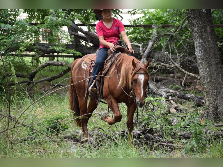 American Quarter Horse Wallach 3 Jahre Rotfuchs in Grandview