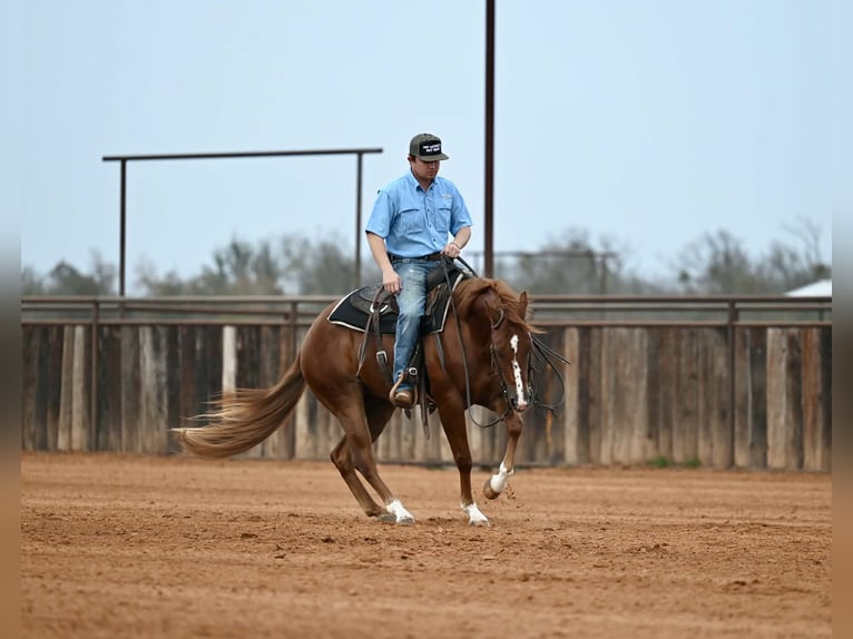 American Quarter Horse Wallach 3 Jahre Rotfuchs in Waco