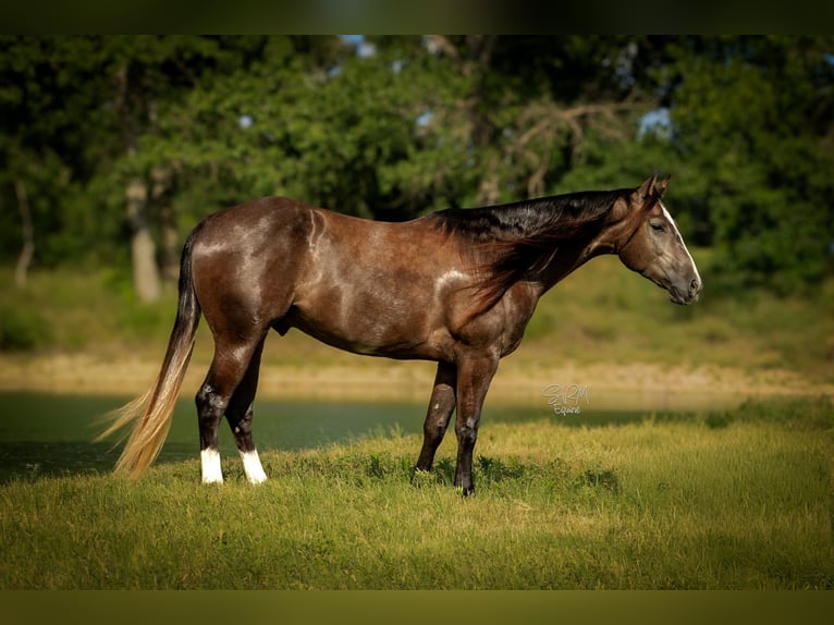 American Quarter Horse Wallach 3 Jahre Schimmel in Stephenville