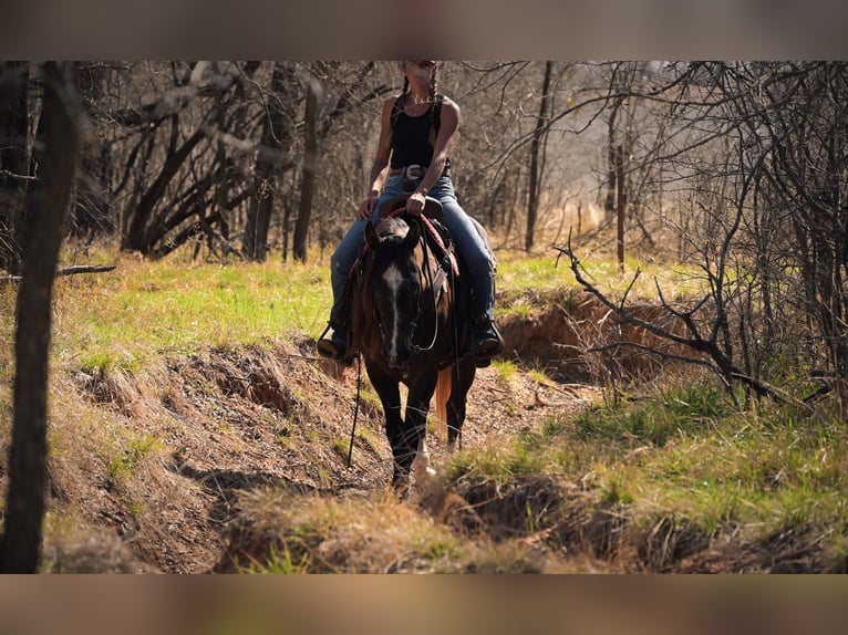 American Quarter Horse Wallach 3 Jahre Schimmel in Stephenville