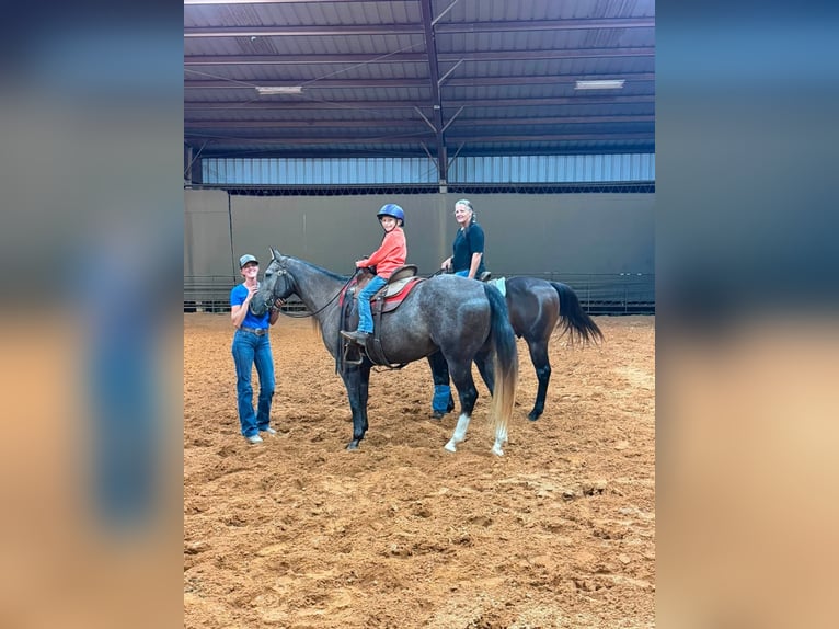 American Quarter Horse Wallach 3 Jahre Schimmel in Stephenville
