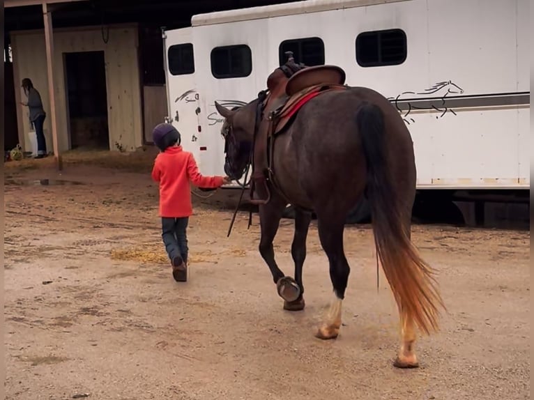 American Quarter Horse Wallach 3 Jahre Schimmel in Stephenville