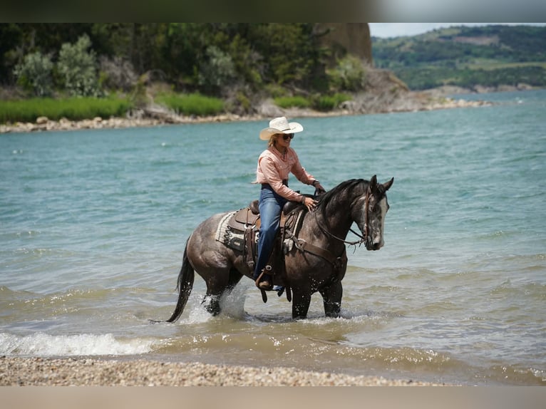 American Quarter Horse Wallach 3 Jahre Schimmel in Brandon