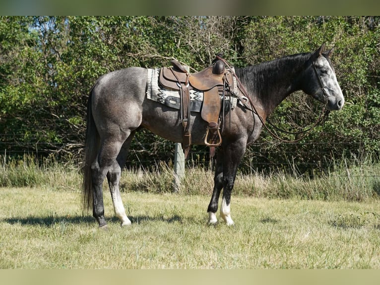American Quarter Horse Wallach 3 Jahre Schimmel in Brandon