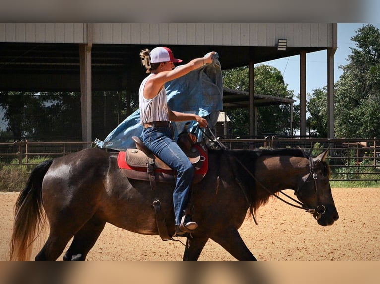 American Quarter Horse Wallach 3 Jahre Schimmel in Stephenville