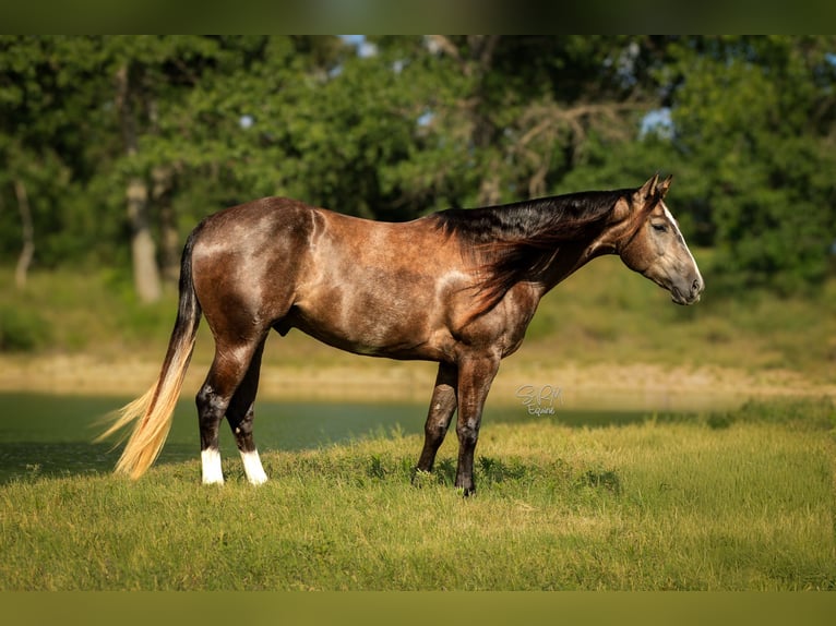 American Quarter Horse Wallach 3 Jahre Schimmel in Stephenville