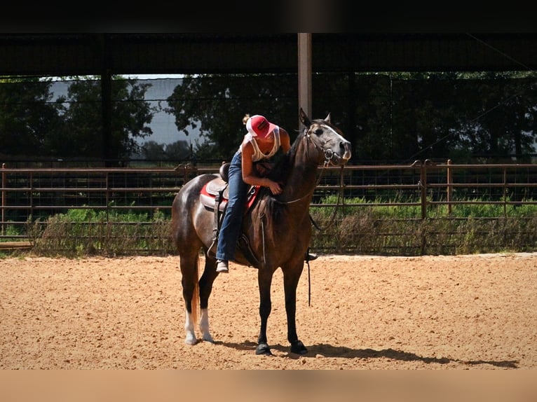 American Quarter Horse Wallach 3 Jahre Schimmel in Stephenville