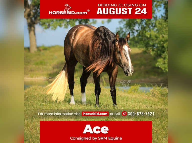 American Quarter Horse Wallach 3 Jahre Schimmel in Stephenville
