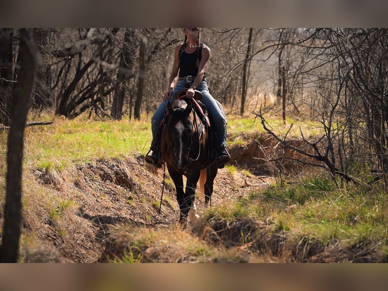 American Quarter Horse Wallach 3 Jahre Schimmel in Stephenville