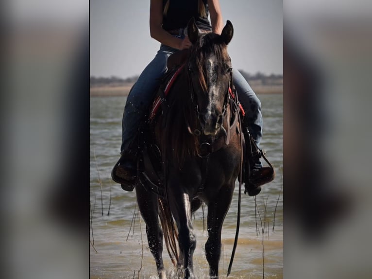 American Quarter Horse Wallach 3 Jahre Schimmel in Stephenville