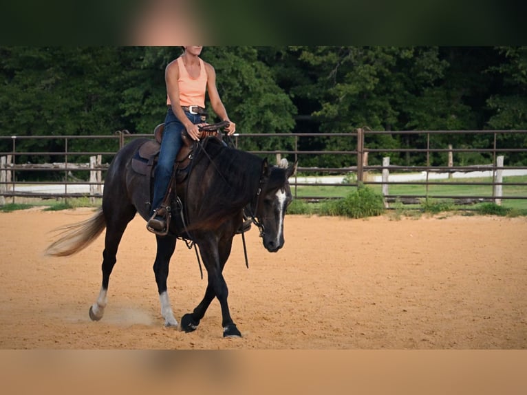 American Quarter Horse Wallach 3 Jahre Schimmel in Stephenville