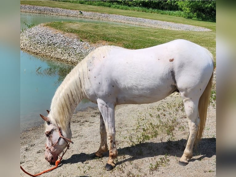 American Quarter Horse Wallach 4 Jahre 132 cm Dunkelfuchs in Spencerville IN