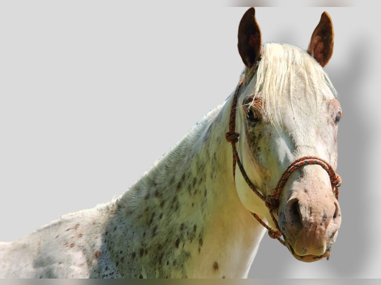 American Quarter Horse Wallach 4 Jahre 132 cm Dunkelfuchs in Spencerville IN