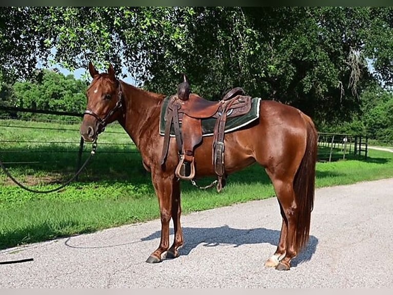 American Quarter Horse Wallach 4 Jahre 140 cm Dunkelfuchs in Athens TX