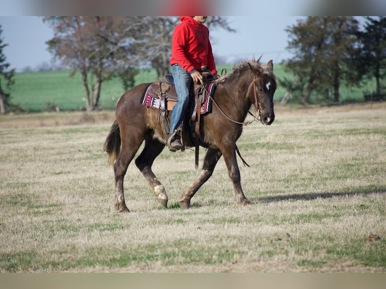 American Quarter Horse Wallach 4 Jahre 140 cm Palomino in Sulphur Springs