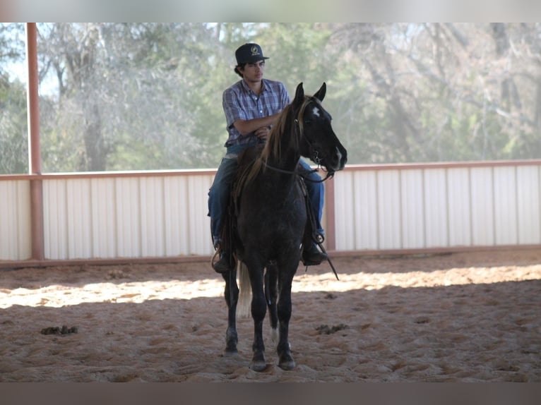 American Quarter Horse Wallach 4 Jahre 140 cm Palomino in Sulphur Springs