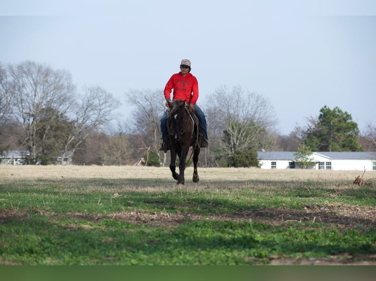 American Quarter Horse Wallach 4 Jahre 140 cm Palomino in Sulphur Springs