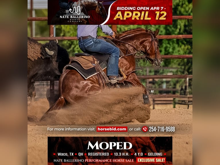 American Quarter Horse Wallach 4 Jahre 140 cm in Waco, TX
