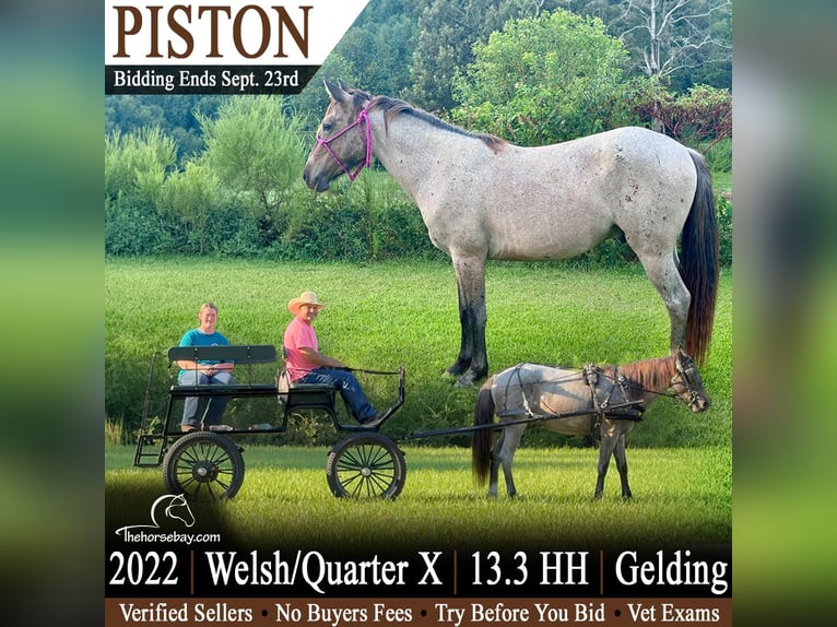 American Quarter Horse Mix Wallach 4 Jahre 140 cm Roan-Bay in Kentwood, LA