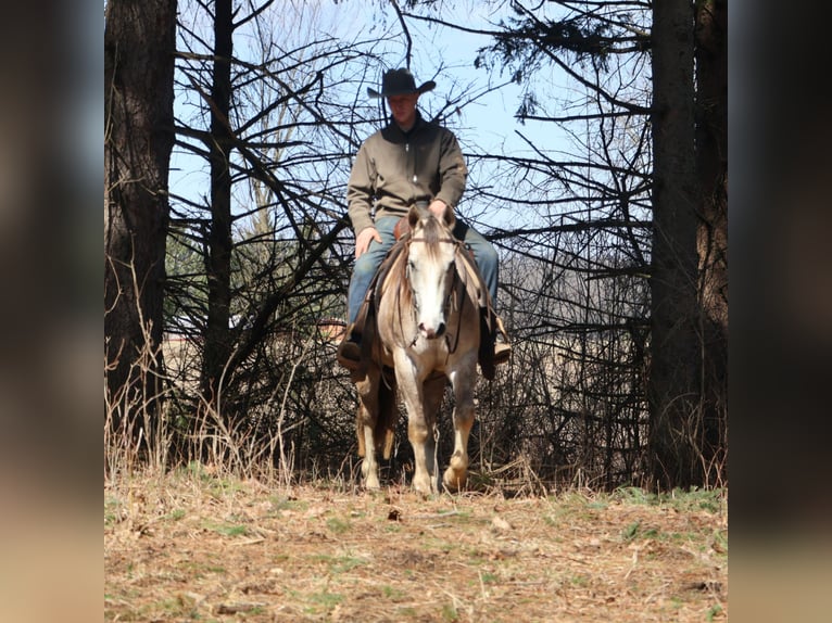 American Quarter Horse Wallach 4 Jahre 142 cm Apfelschimmel in Howell