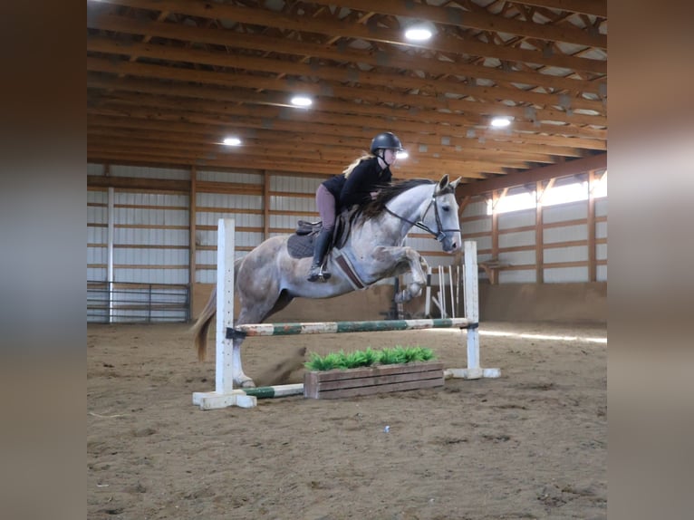 American Quarter Horse Wallach 4 Jahre 142 cm Apfelschimmel in Howell