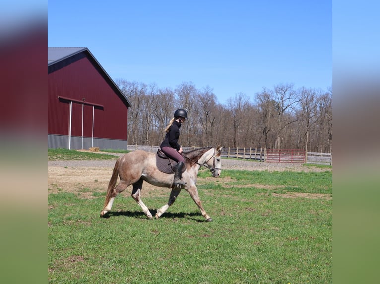 American Quarter Horse Wallach 4 Jahre 142 cm Apfelschimmel in Howell
