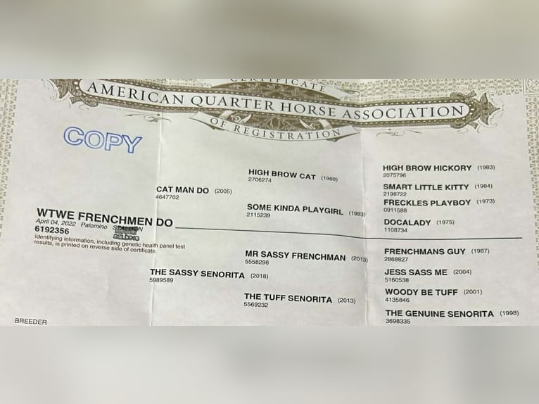 American Quarter Horse Wallach 4 Jahre 142 cm Palomino in Stephenville