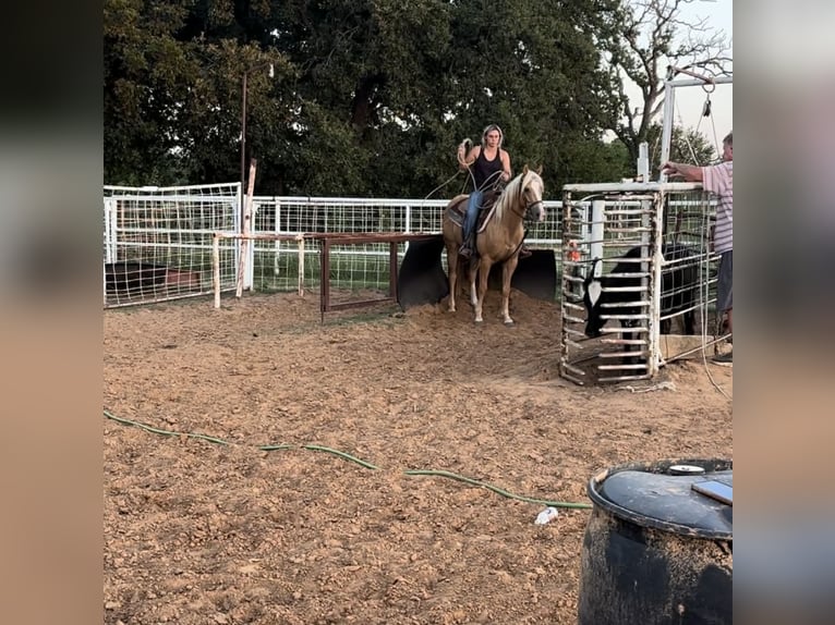 American Quarter Horse Wallach 4 Jahre 142 cm Palomino in Stephenville