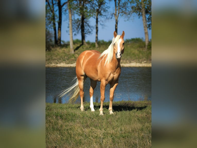 American Quarter Horse Wallach 4 Jahre 142 cm Palomino in Stephenville