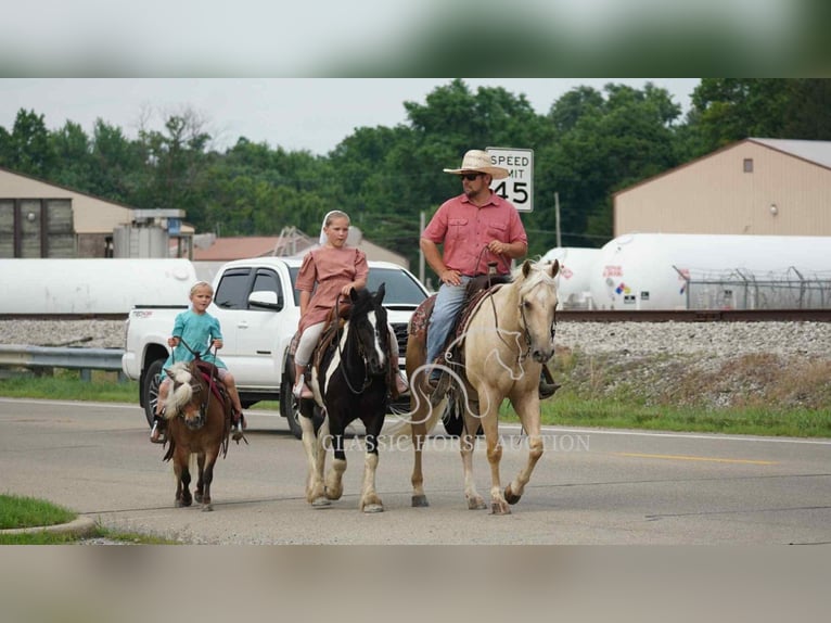 American Quarter Horse Wallach 4 Jahre 142 cm Palomino in Coal City, IN
