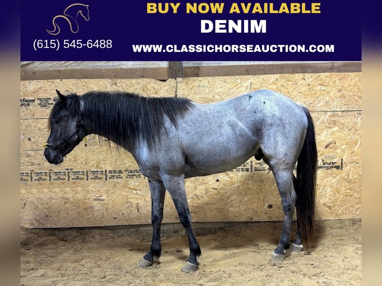 American Quarter Horse Wallach 4 Jahre 142 cm in Sebree,KY