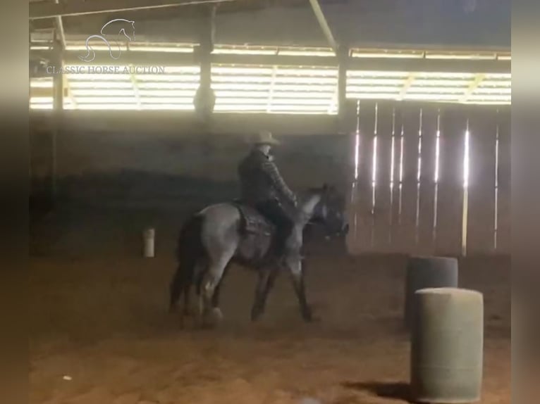 American Quarter Horse Wallach 4 Jahre 142 cm in Sebree,KY