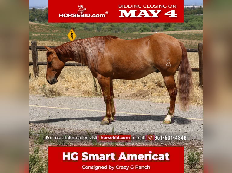 American Quarter Horse Wallach 4 Jahre 142 cm Red Dun in Norco