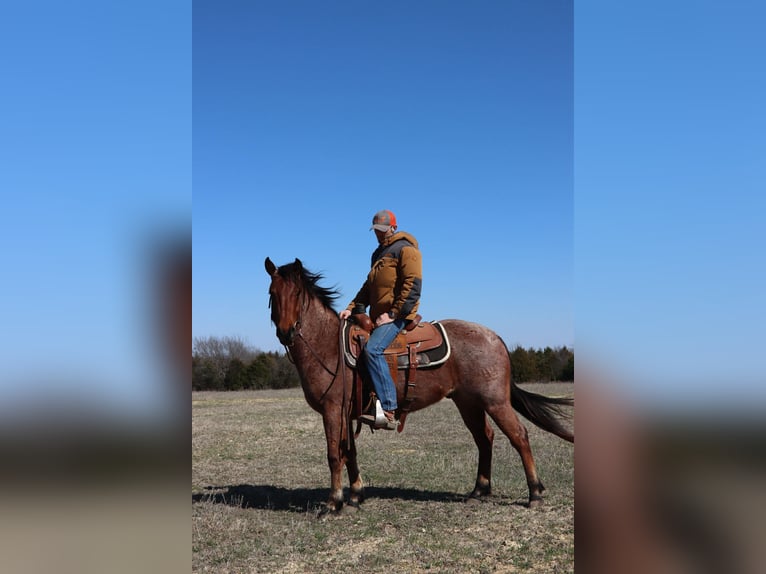 American Quarter Horse Wallach 4 Jahre 142 cm Roan-Bay in Holdenville