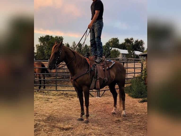 American Quarter Horse Wallach 4 Jahre 142 cm Rotfuchs in Canon City