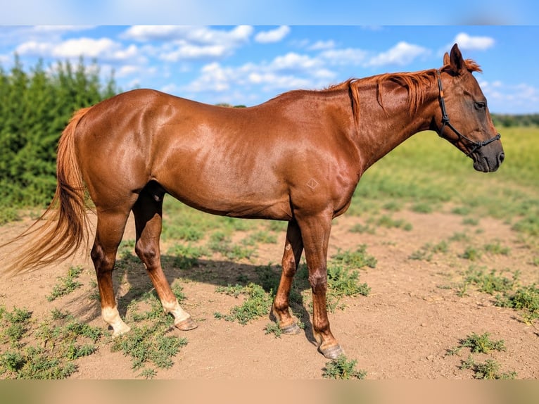 American Quarter Horse Wallach 4 Jahre 142 cm Rotfuchs in Canon City