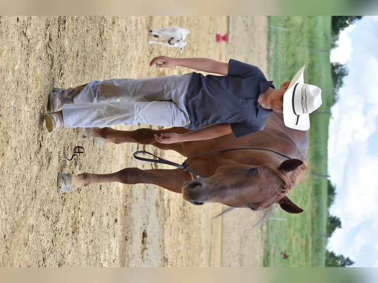 American Quarter Horse Wallach 4 Jahre 142 cm Rotfuchs in Baltic, OH